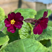 Primula 'Old Port'